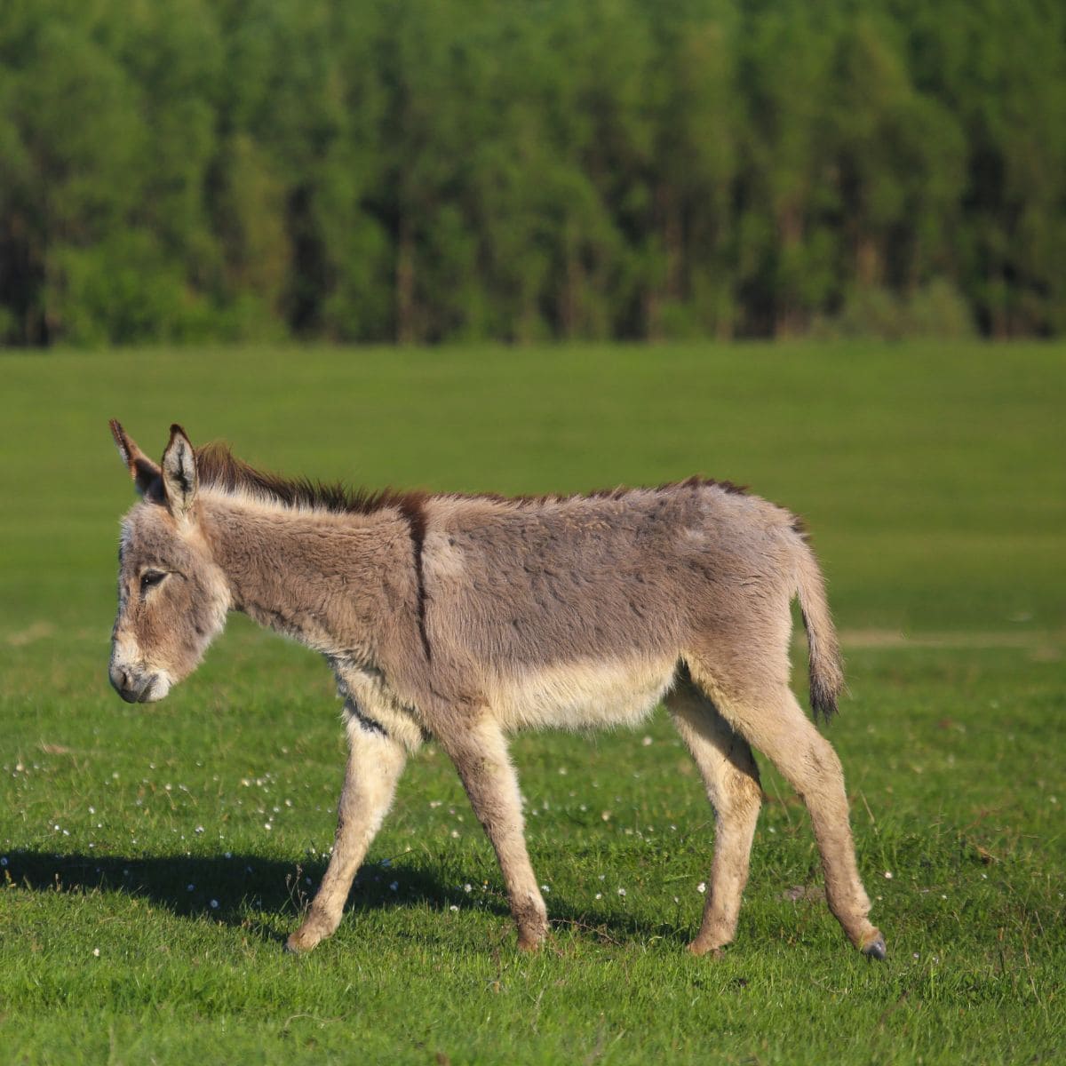A donkey standing in a field