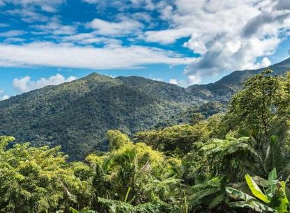 Rainforest